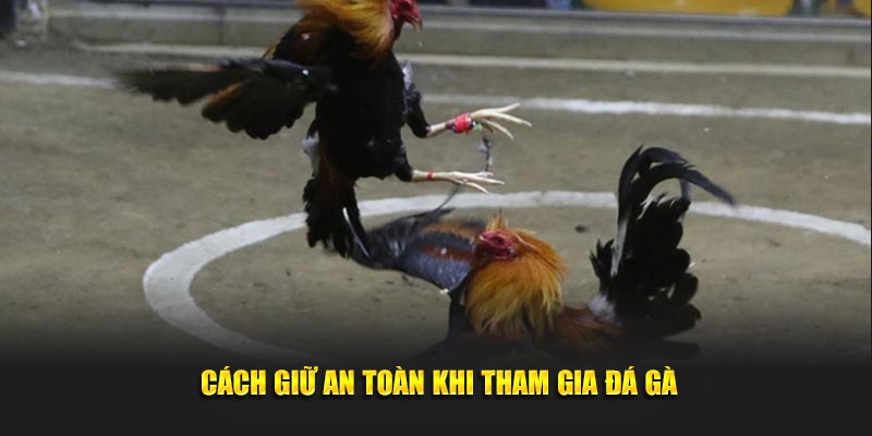 Cách giữ an toàn khi tham gia đá gà