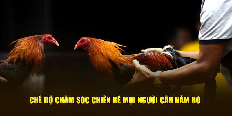 Chế độ chăm sóc chiến kê mọi người cần nắm rõ