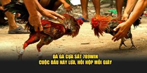 Đá gà cựa sắt 789Win cuộc đấu nãy lửa hồi hộp mỗi giây