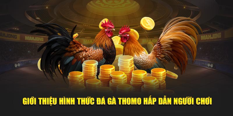 Giới thiệu hình thức đá gà Thomo hấp dẫn người chơi