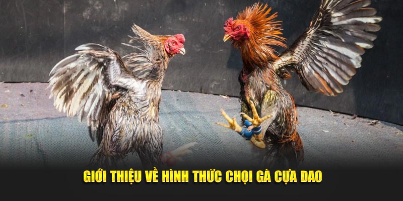 Tìm hiểu thông tin chọi gà cựa dao chi tiết