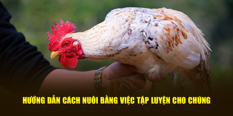 Hướng dẫn cách nuôi bằng việc tập luyện cho chúng