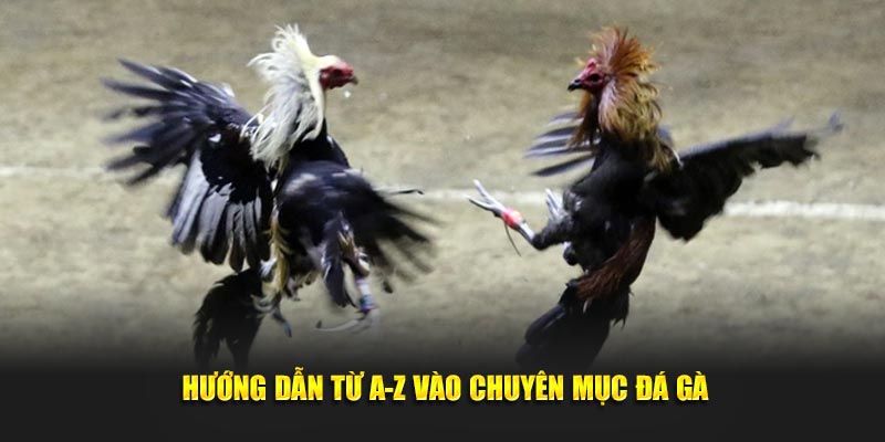 Hướng dẫn từ a-z vào chuyên mục đá gà