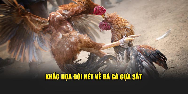 Khắc họa đôi nét về đá gà cựa sắt 