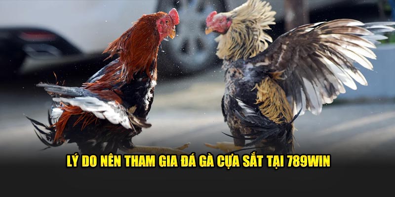 Lý do nên tham gia đá gà cựa sắt tại 789Win