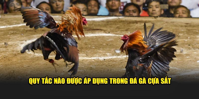 Quy tắc nào được áp dụng trong đá gà cựa sắt