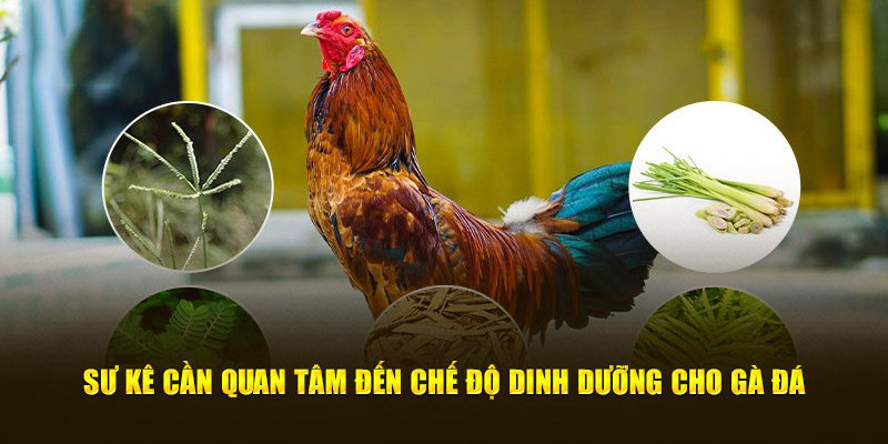 Những kiến thức về dinh dưỡng cho gà đá