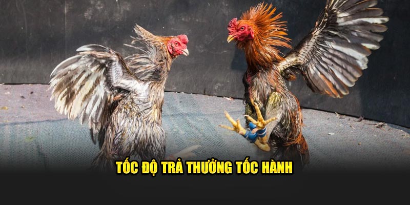 Tốc độ trả thưởng tốc hành 