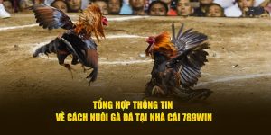 Tổng hợp thông tin về cách nuôi gà đá tại nhà cái 789win